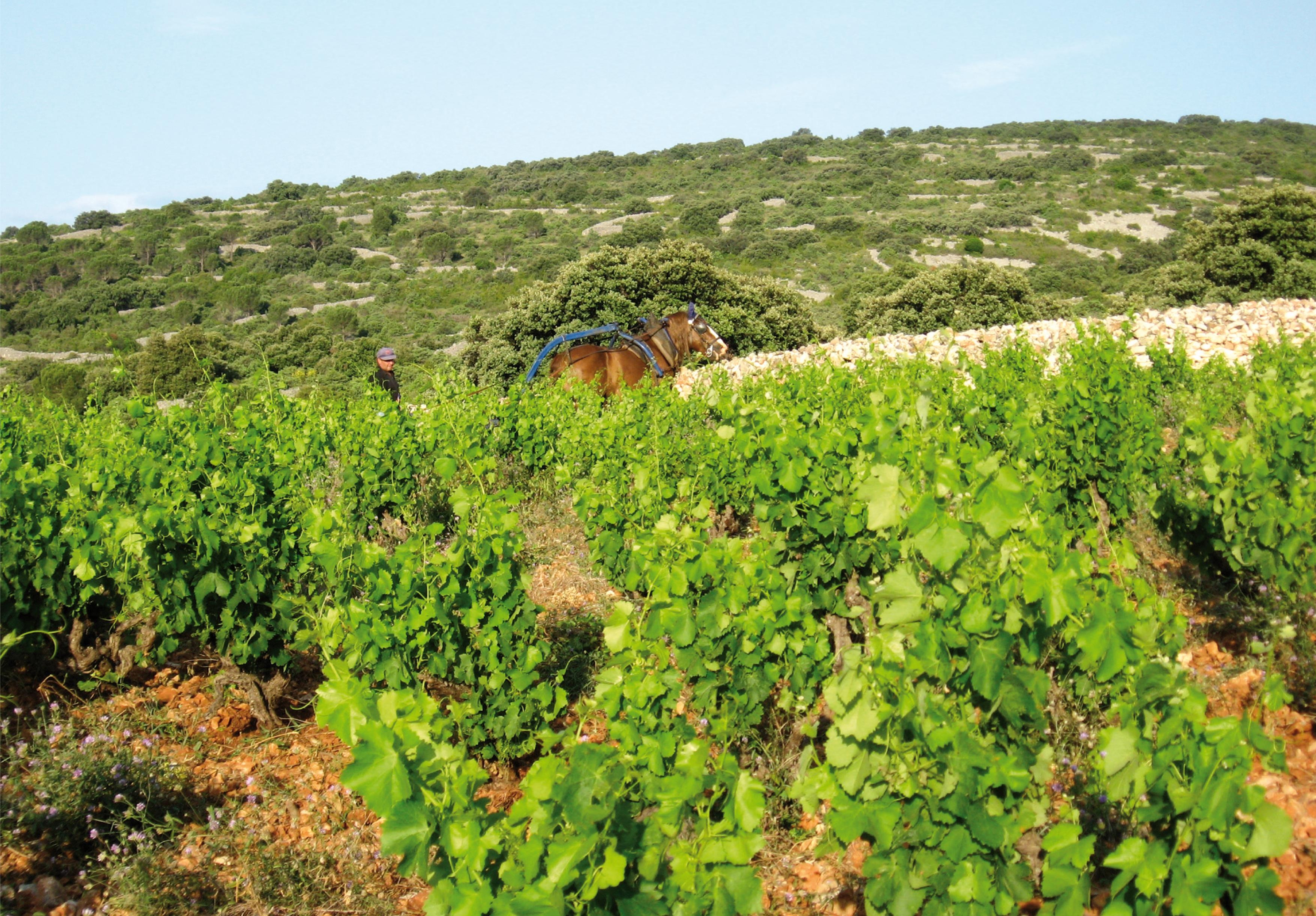 DOMAINE DE BILA HAUT