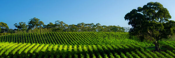 Barrossa Valley