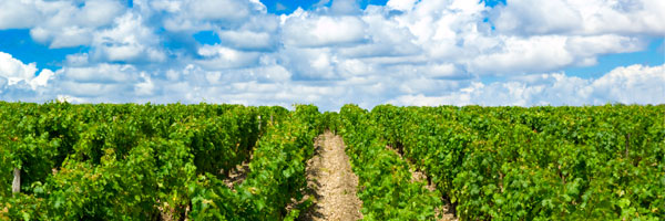 A vineyard in the Medoc, Bordeaux, France