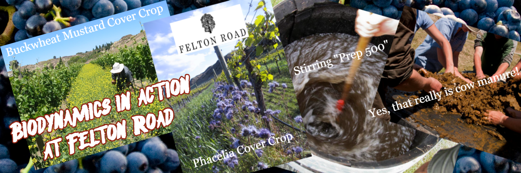 Biodynamics in action at Felton Road