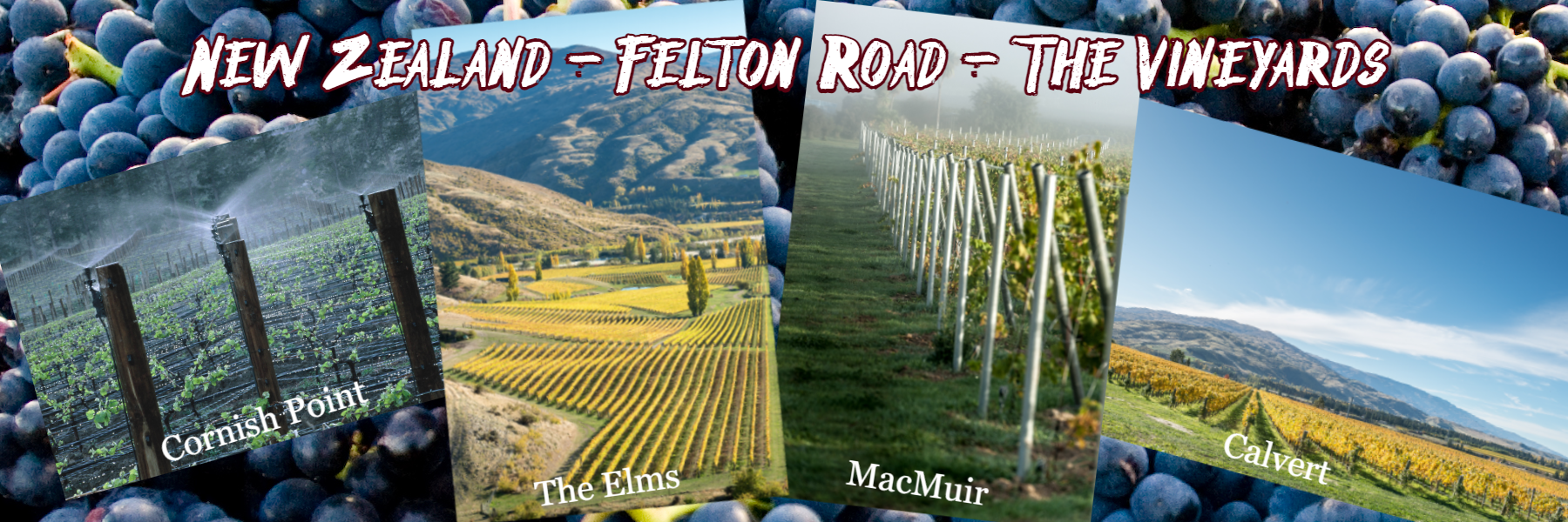 The four vineyards of Felton Road - The Elms - Calvert - Cornish Point - MacMuir