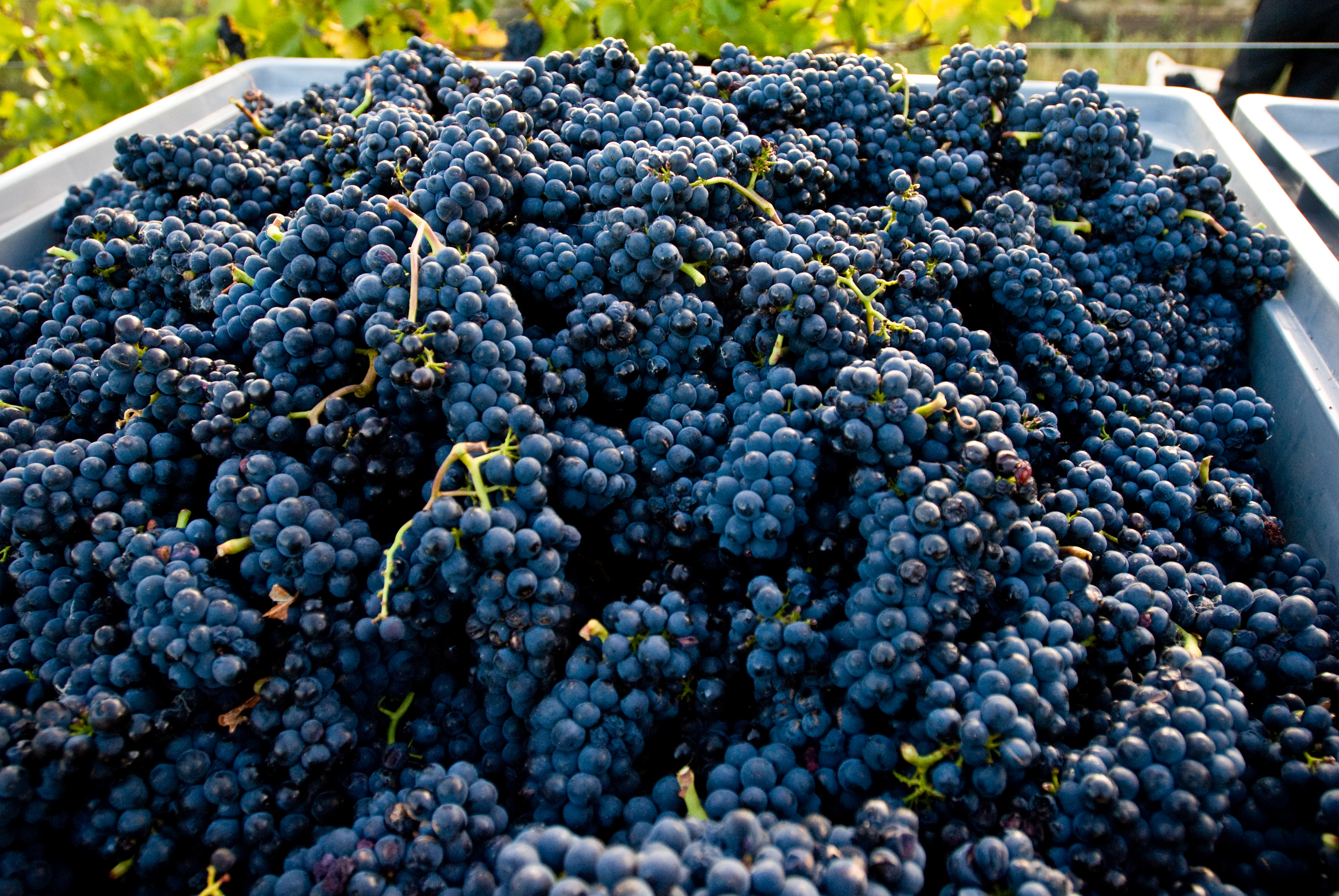 Misha's Vineyard - Pinot Noir Grapes - Central Otago