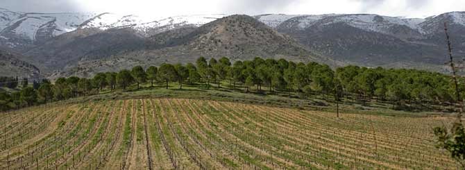 Musar Vineyards